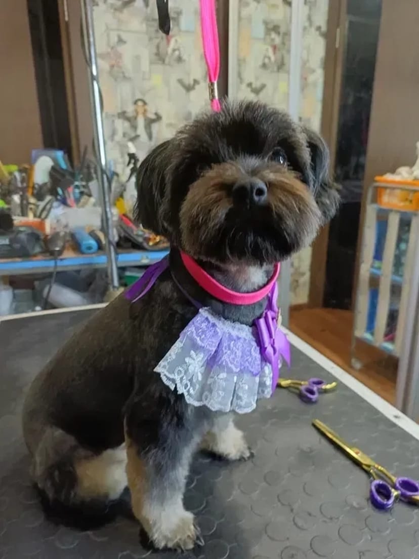 Груминг в Хортицком районе: Забота о вашем любимце