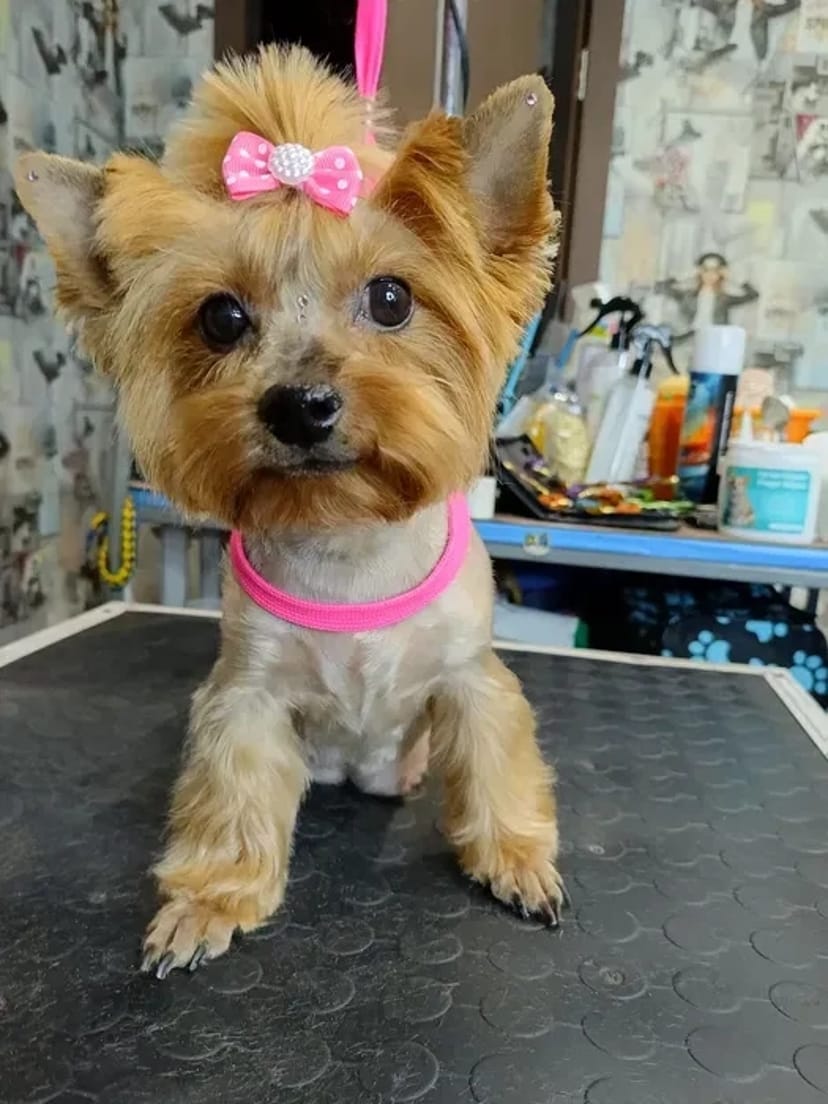 Груминг в Хортицком районе: Забота о вашем любимце