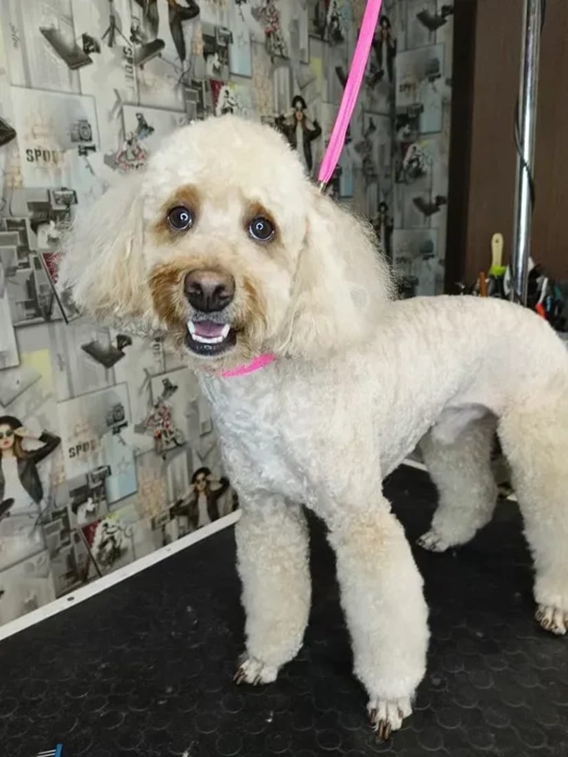 Груминг в Хортицком районе: Забота о вашем любимце