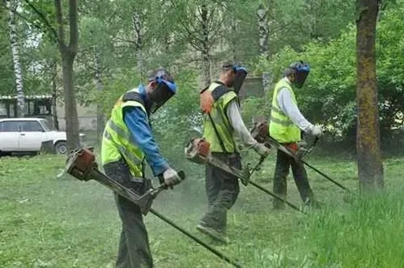 Покос трави, зріжу дерева, кущі, чагарники. Розчищення ділянки.