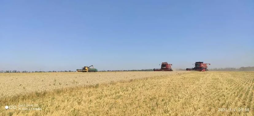 Збирання врожаю пшениці та соняшника