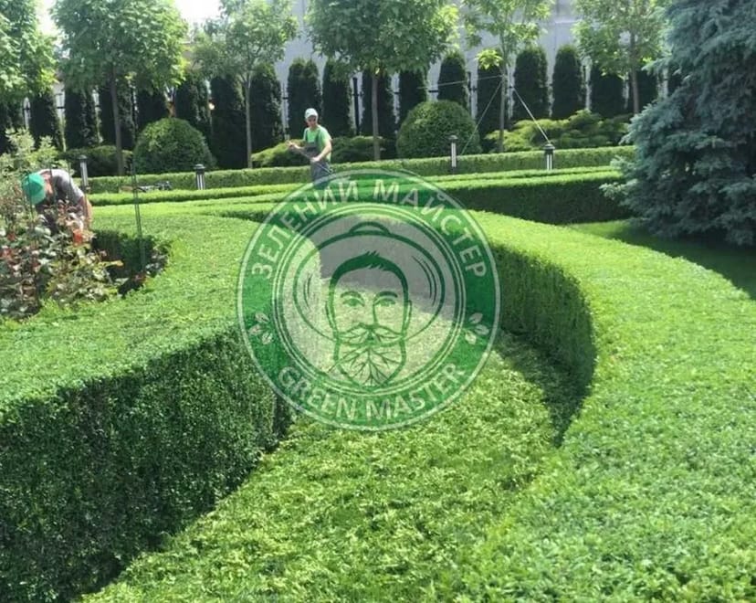 Послуги садівника обрізка посадка стрижка обробка саду