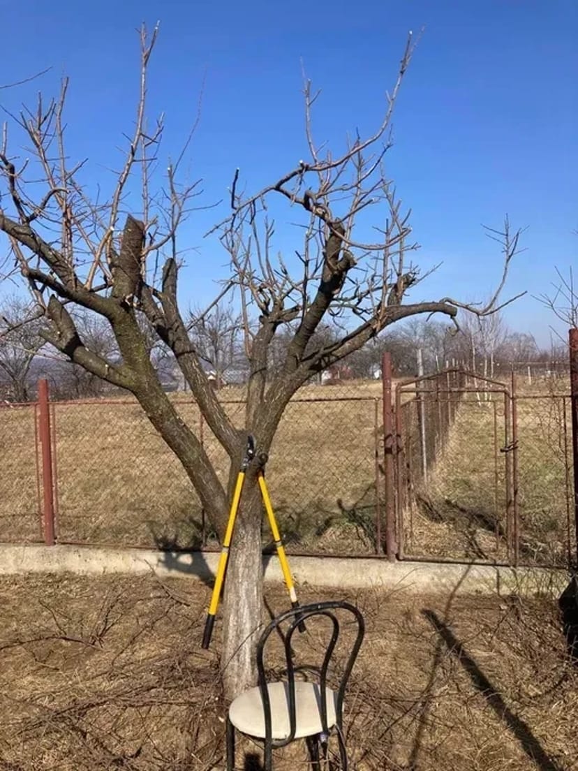Чистка саду, обрізка дерев, чагарників.