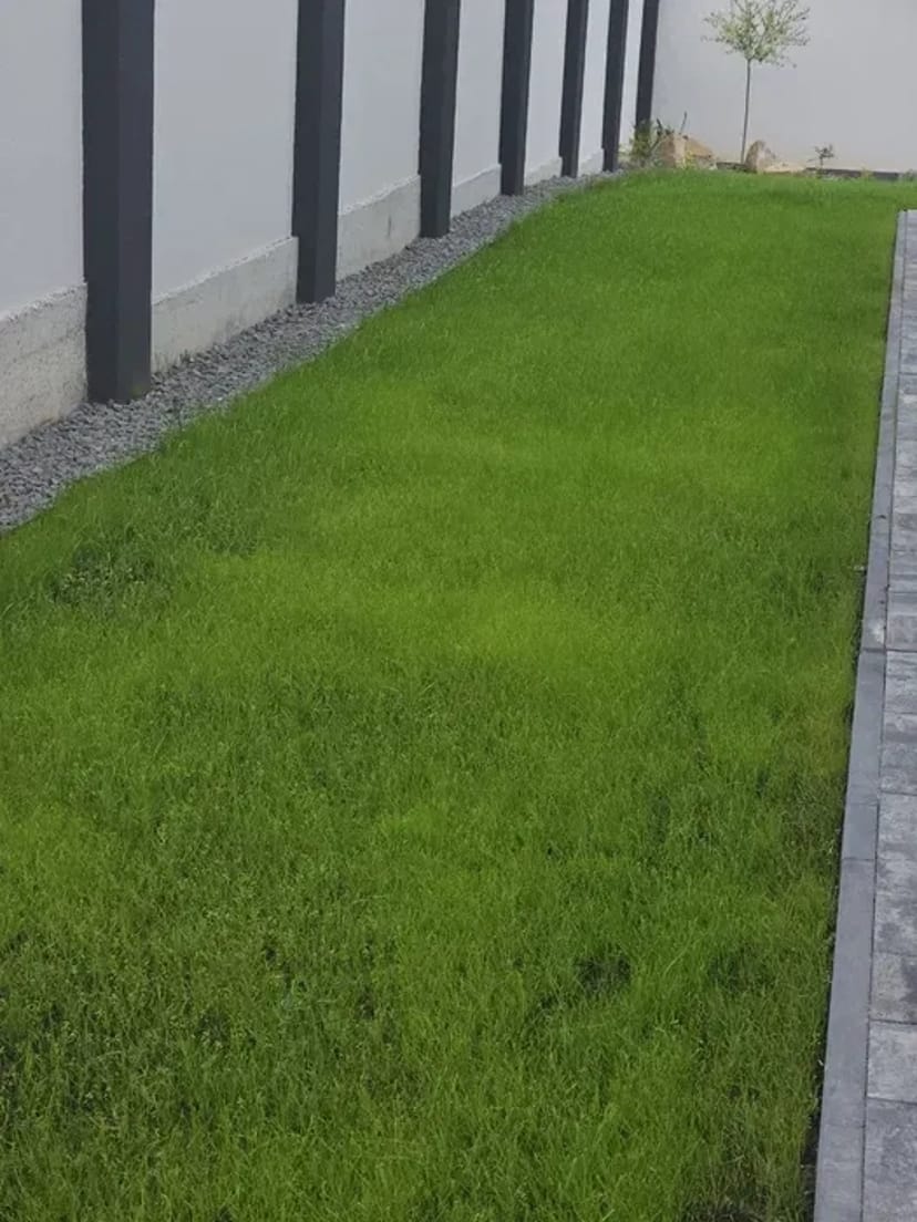 ДОВГОВІЧНИЙ ГАЗОН! Укладка рулонного газону та сіяний під КЛЮЧ!