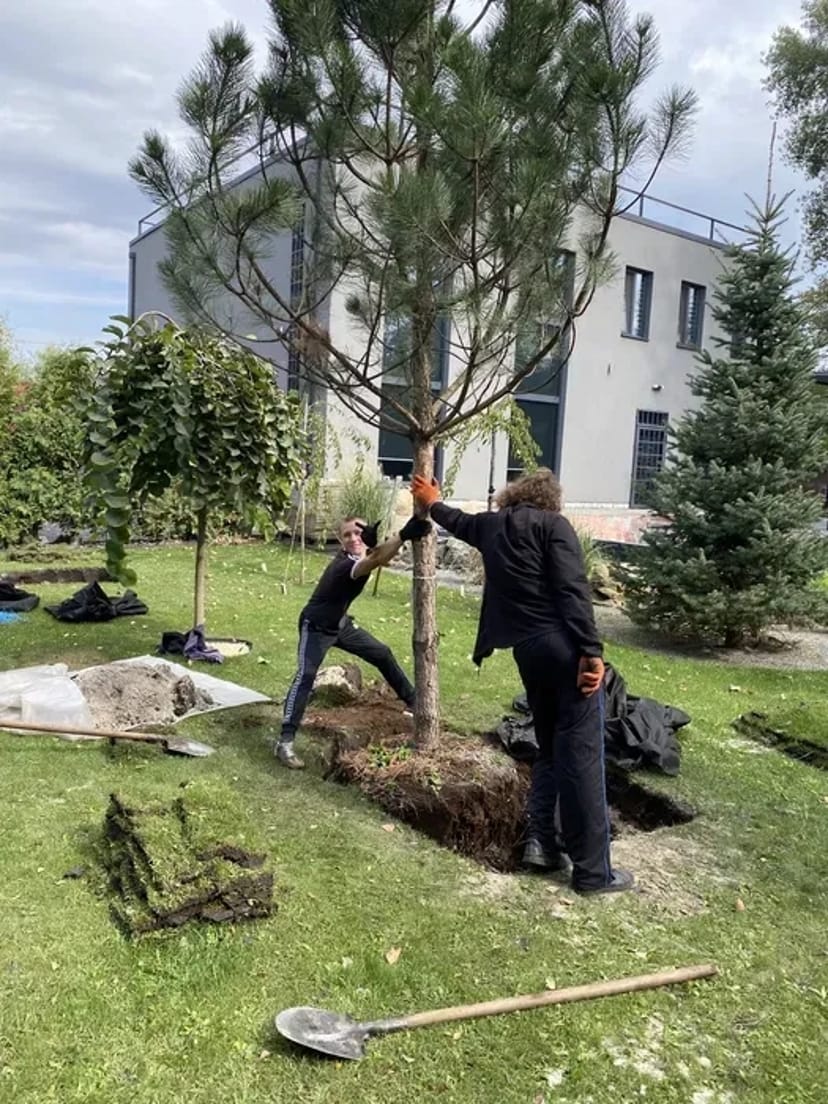 Посадка / Пересадка рослин від 50₴ до 5000₴