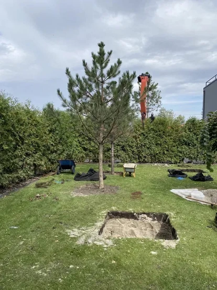 Посадка / Пересадка рослин від 50₴ до 5000₴