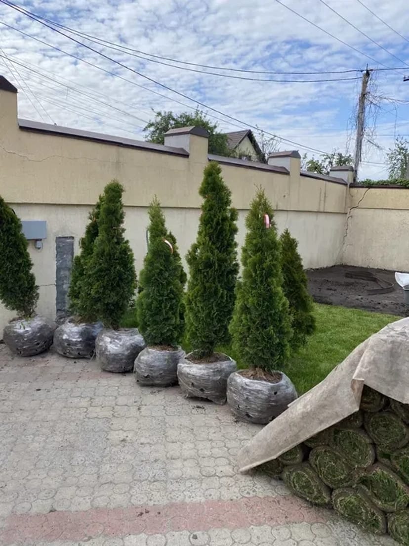 Посадка / Пересадка рослин від 50₴ до 5000₴