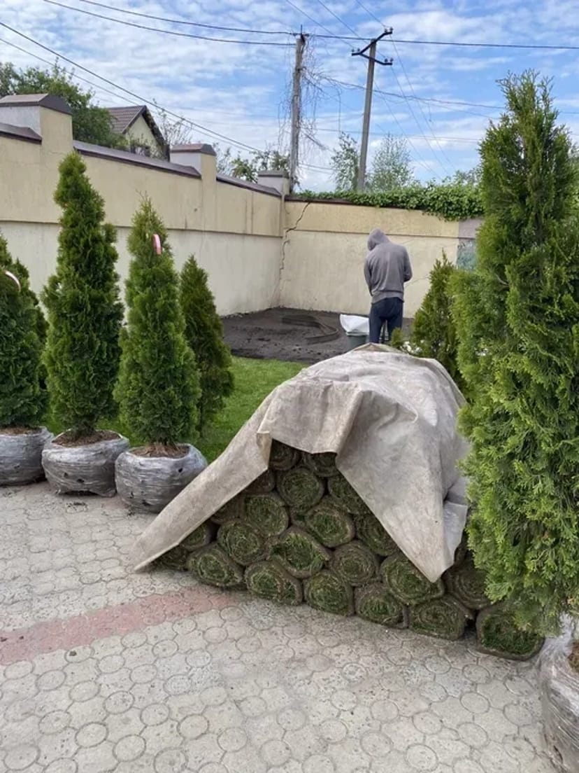 Посадка / Пересадка рослин від 50₴ до 5000₴