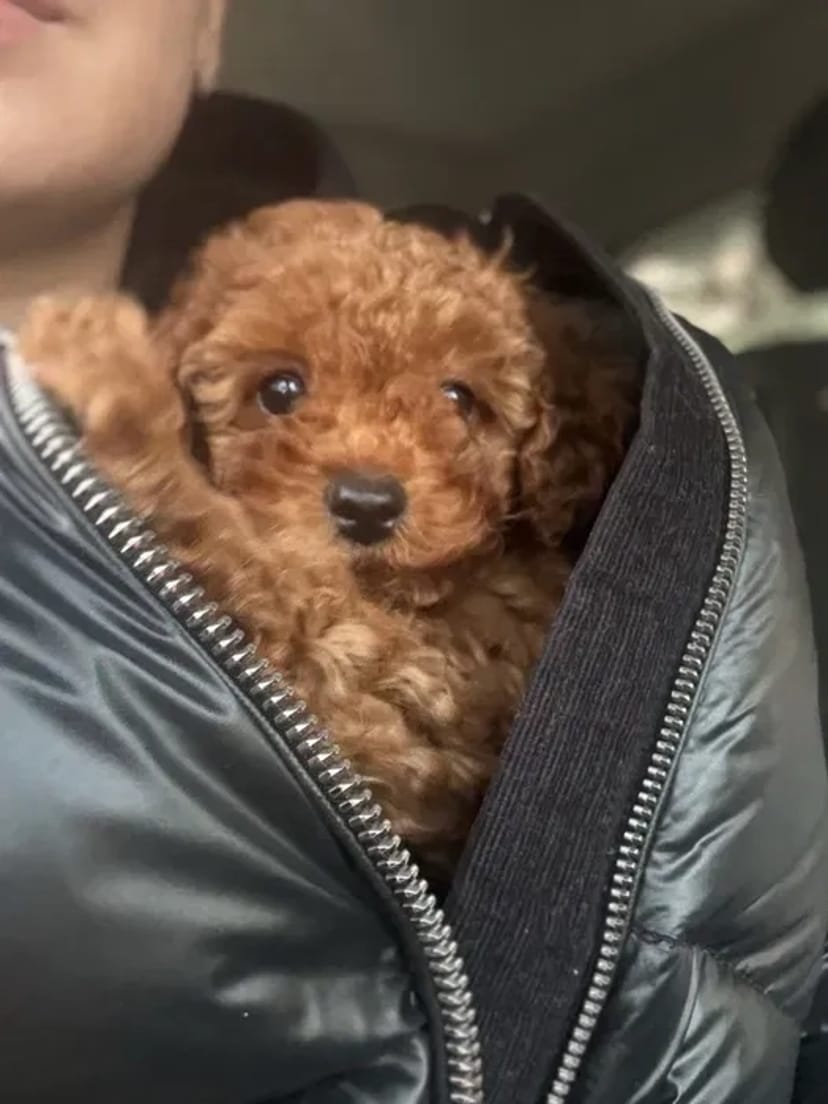 Зоотаксі: комфортне та безпечне превезення котів і собак