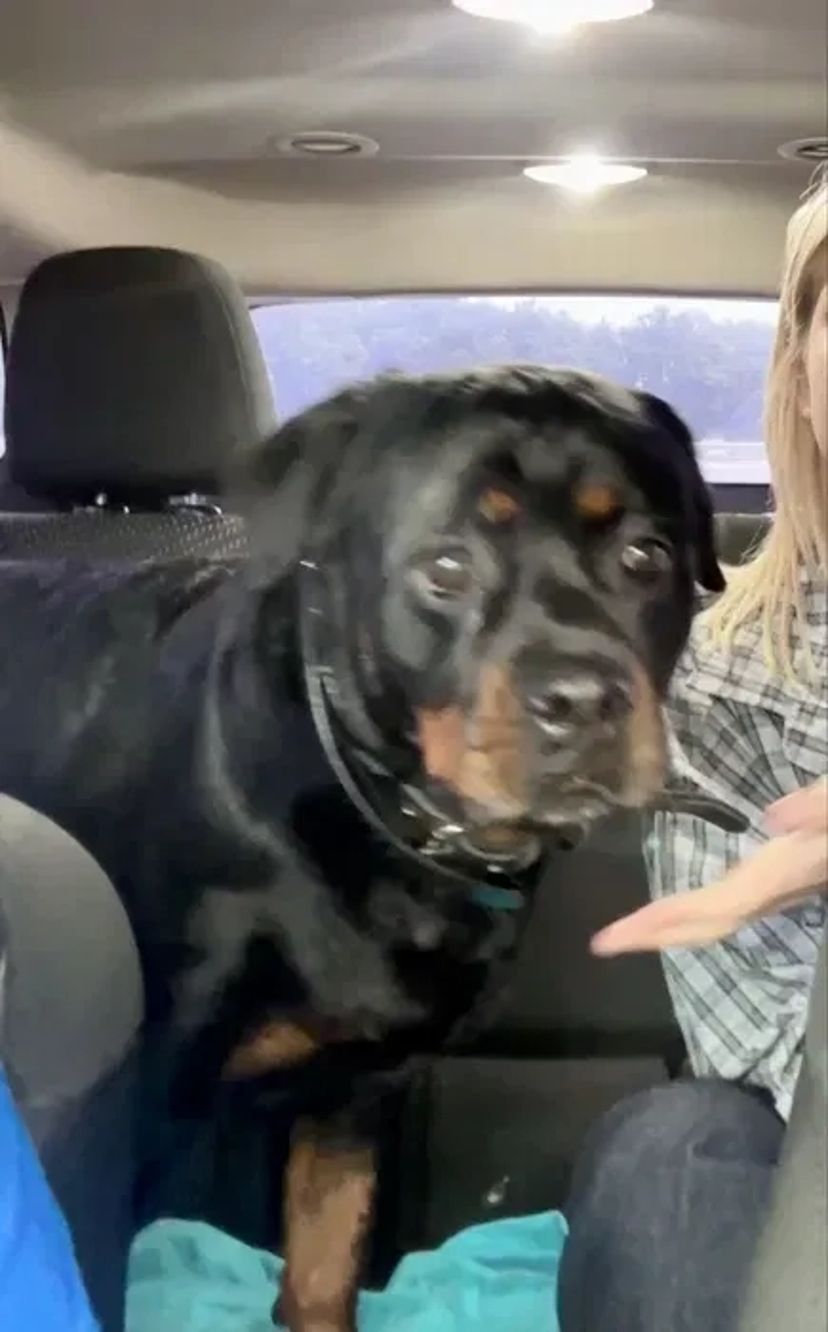 Зоотаксі: комфортне та безпечне превезення котів і собак