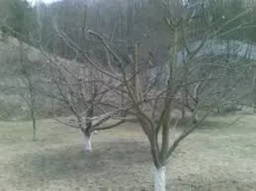 Спил дерев. Обрізання саду. кронування дерев. Викорчувати пень