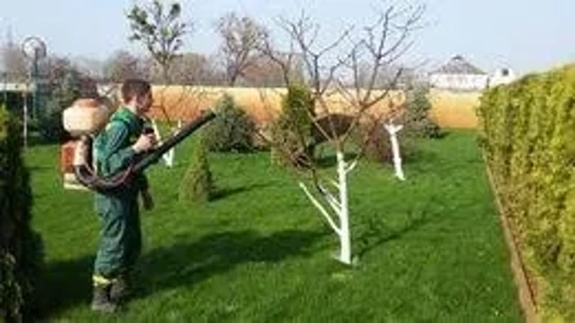 Спил дерев. Обрізання саду. кронування дерев. Викорчувати пень