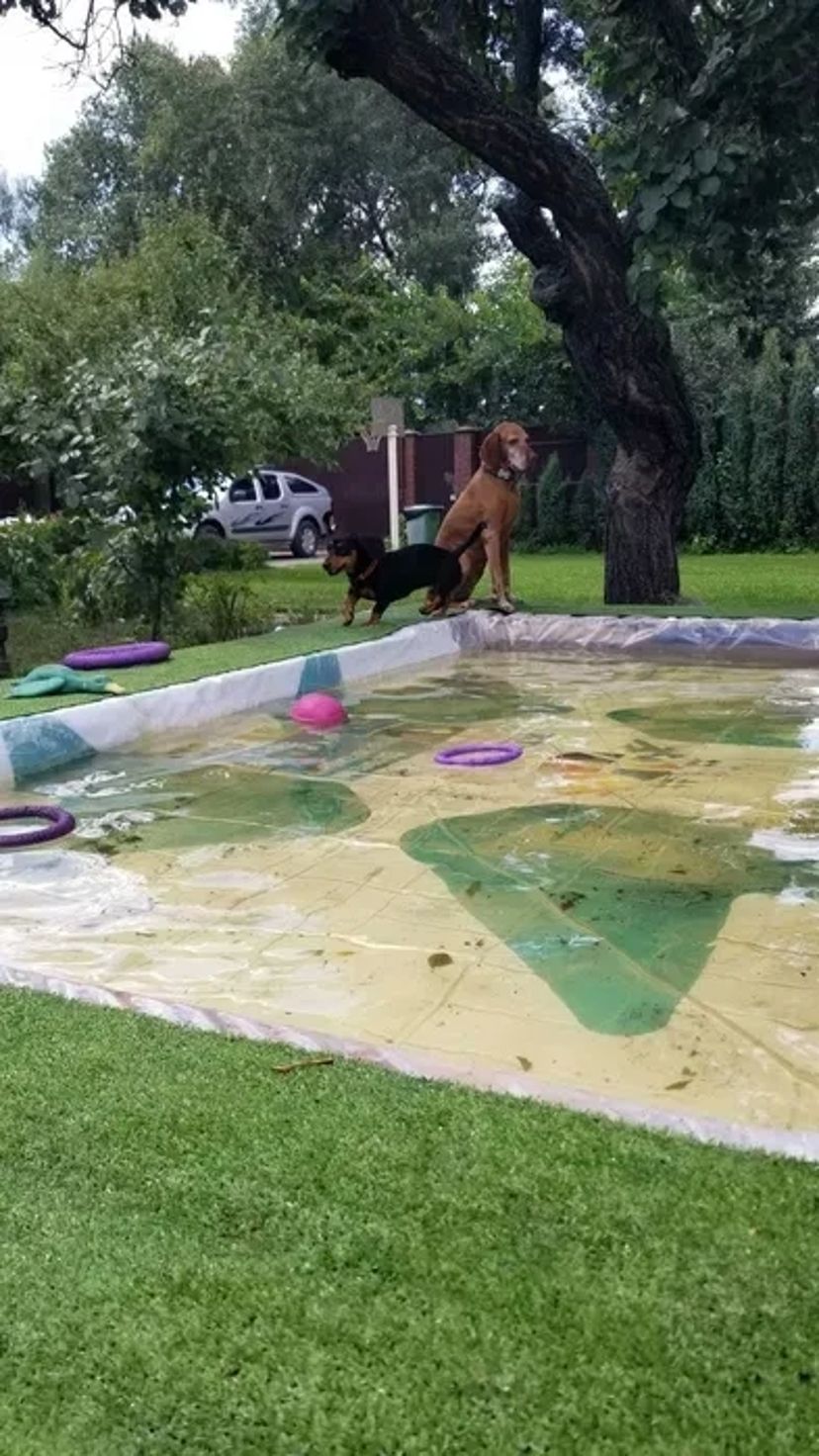 Домашній готель для собак Villa Esenia. Найкраще місце для ваших улюбленців.