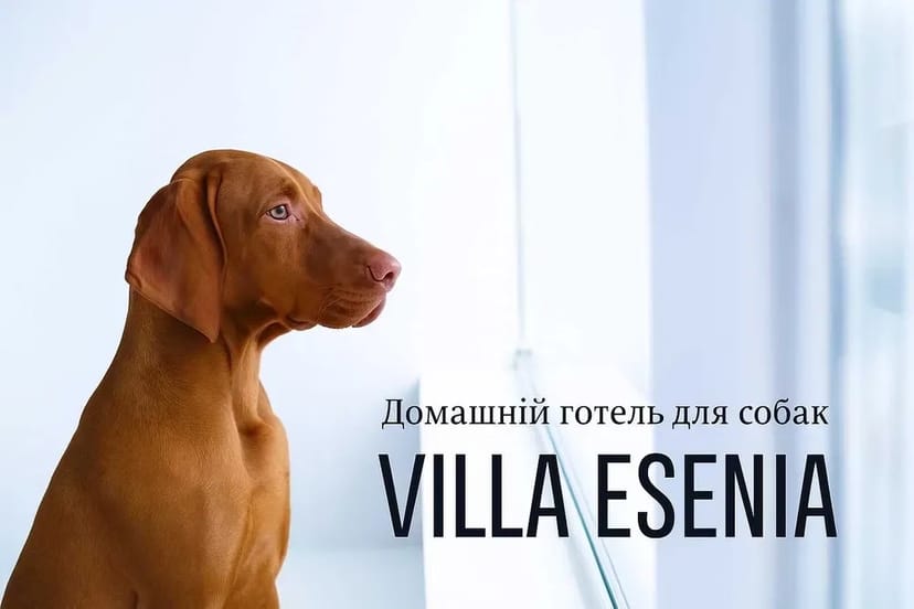 Домашній готель для собак Villa Esenia. Найкраще місце для ваших улюбленців.