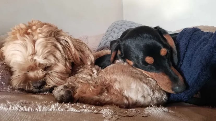 Домашній готель для собак Villa Esenia. Найкраще місце для ваших улюбленців.