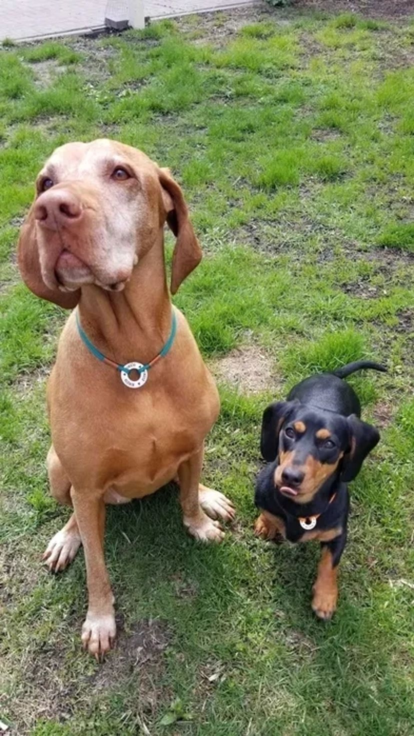 Домашній готель для собак Villa Esenia. Найкраще місце для ваших улюбленців.