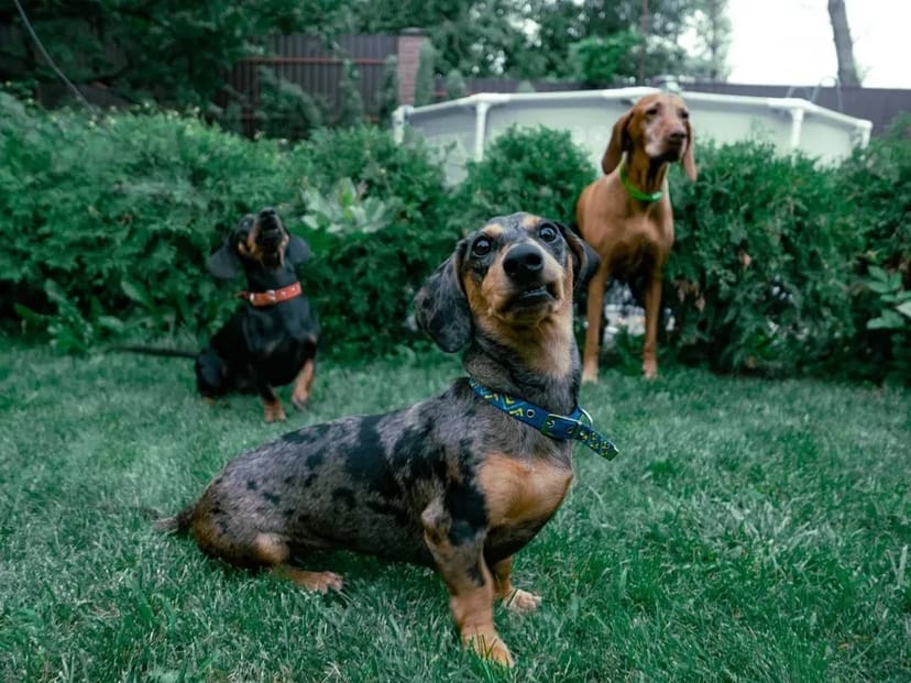 Домашній готель для собак Villa Esenia. Найкраще місце для ваших улюбленців.