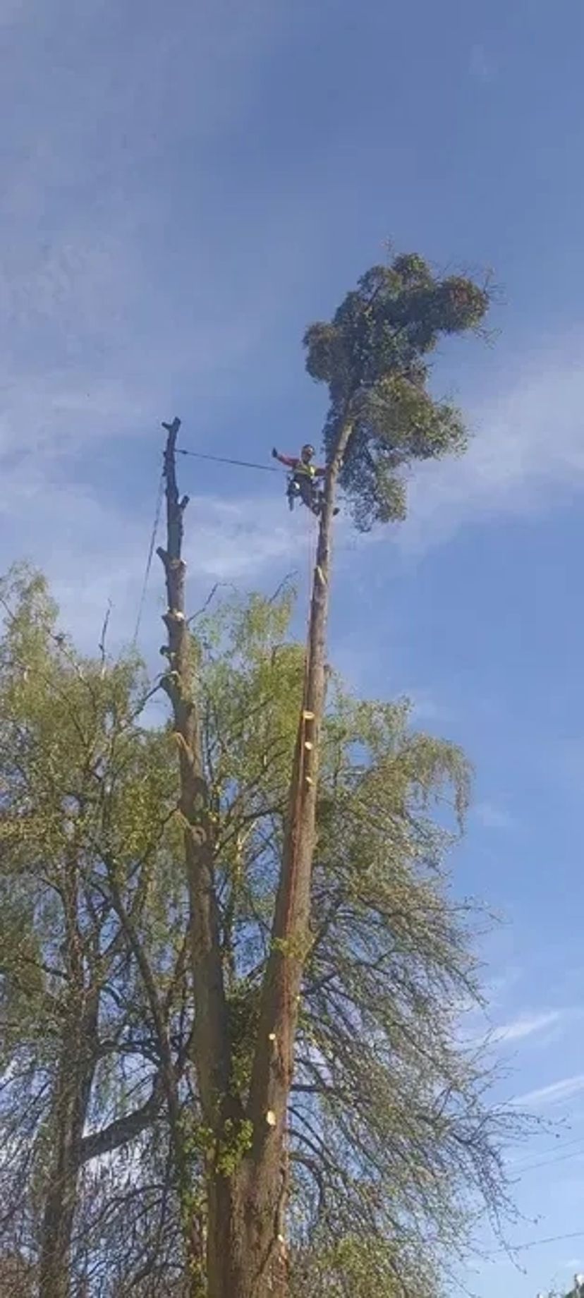 Зрізання обрізання валка видалення аварійних дерев