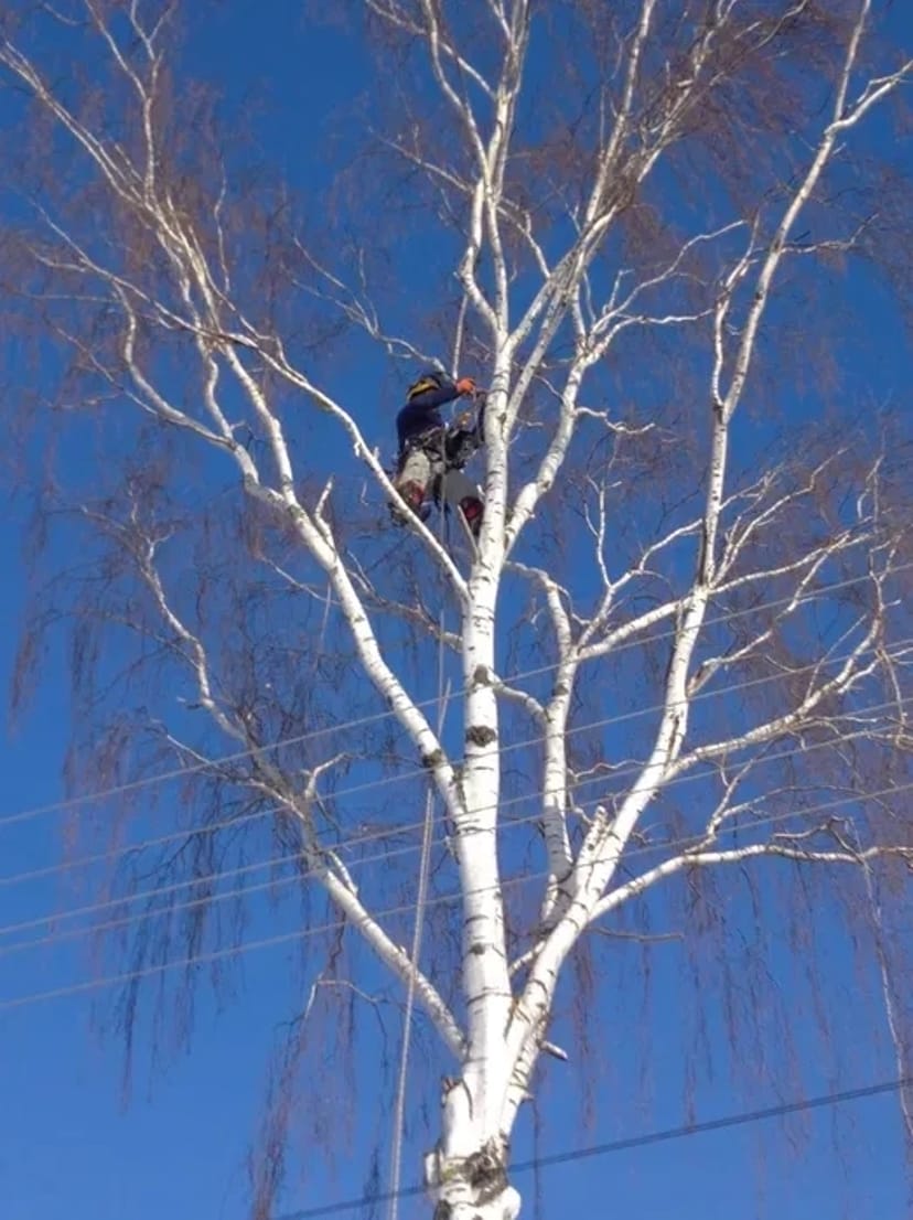 Зрізання обрізання валка видалення аварійних дерев