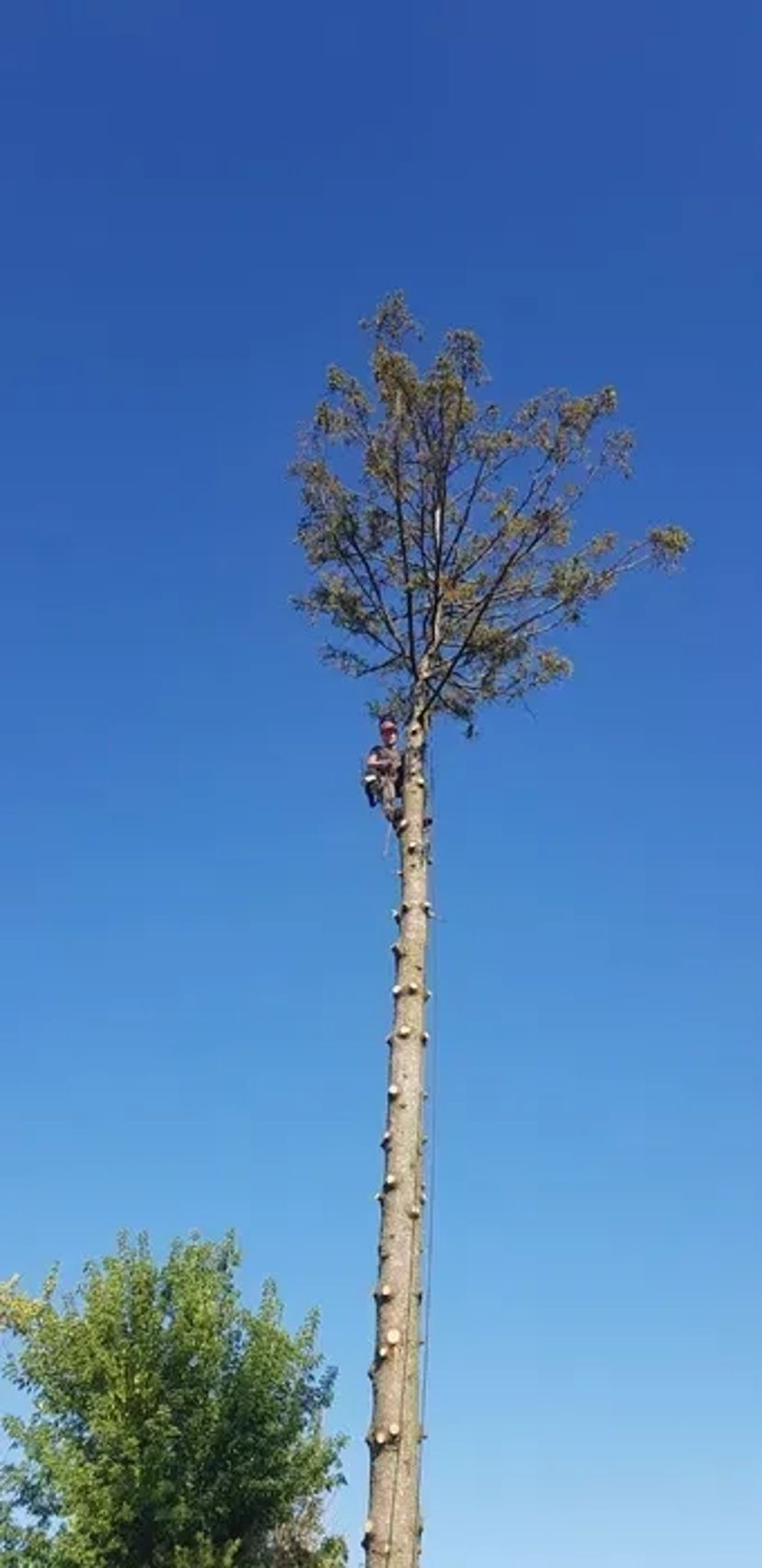 Спилювання дерев.Зрізання аварійних дерев.Корчування пеньків.