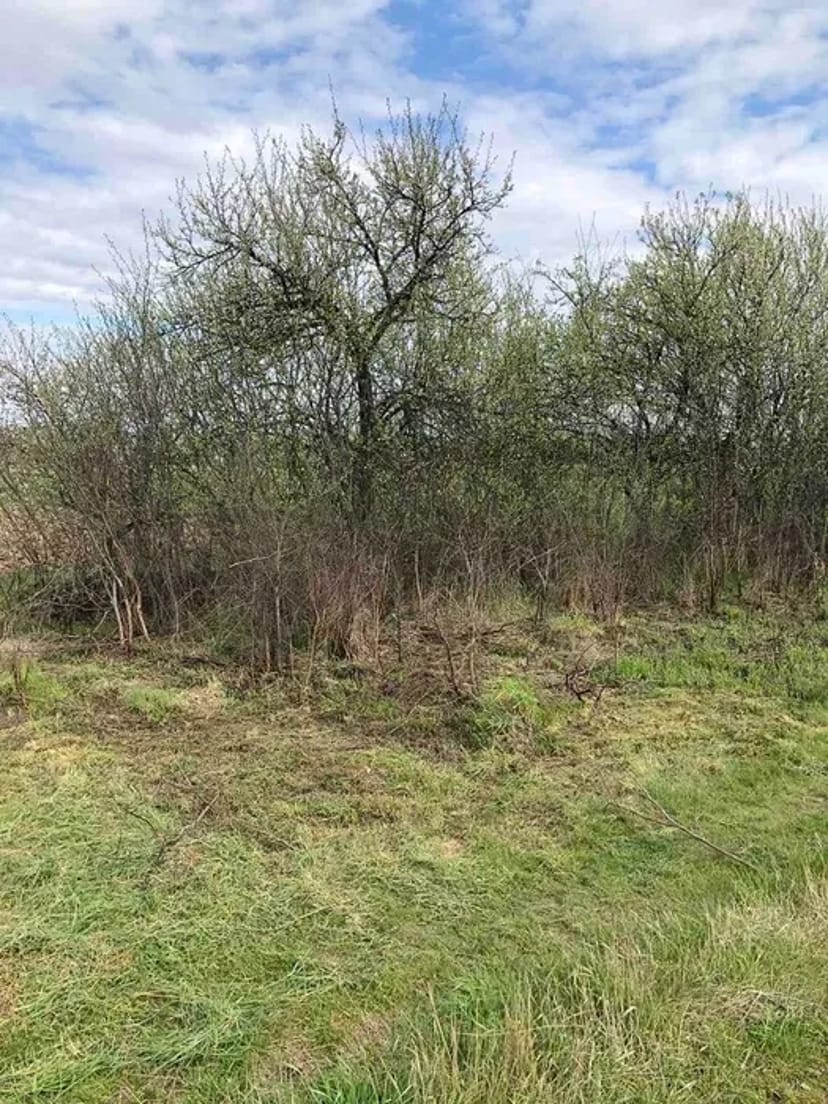 Покос, прибирання участків. Від 250₴ за 100 кв. м