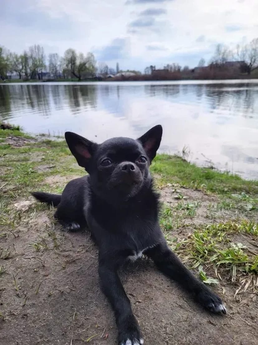 Вязка чихуахуа,мальчик ищет девочку