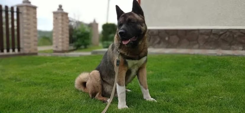 Американська АКІТА Вязка American Akita КСУ (FCI) сертифікат