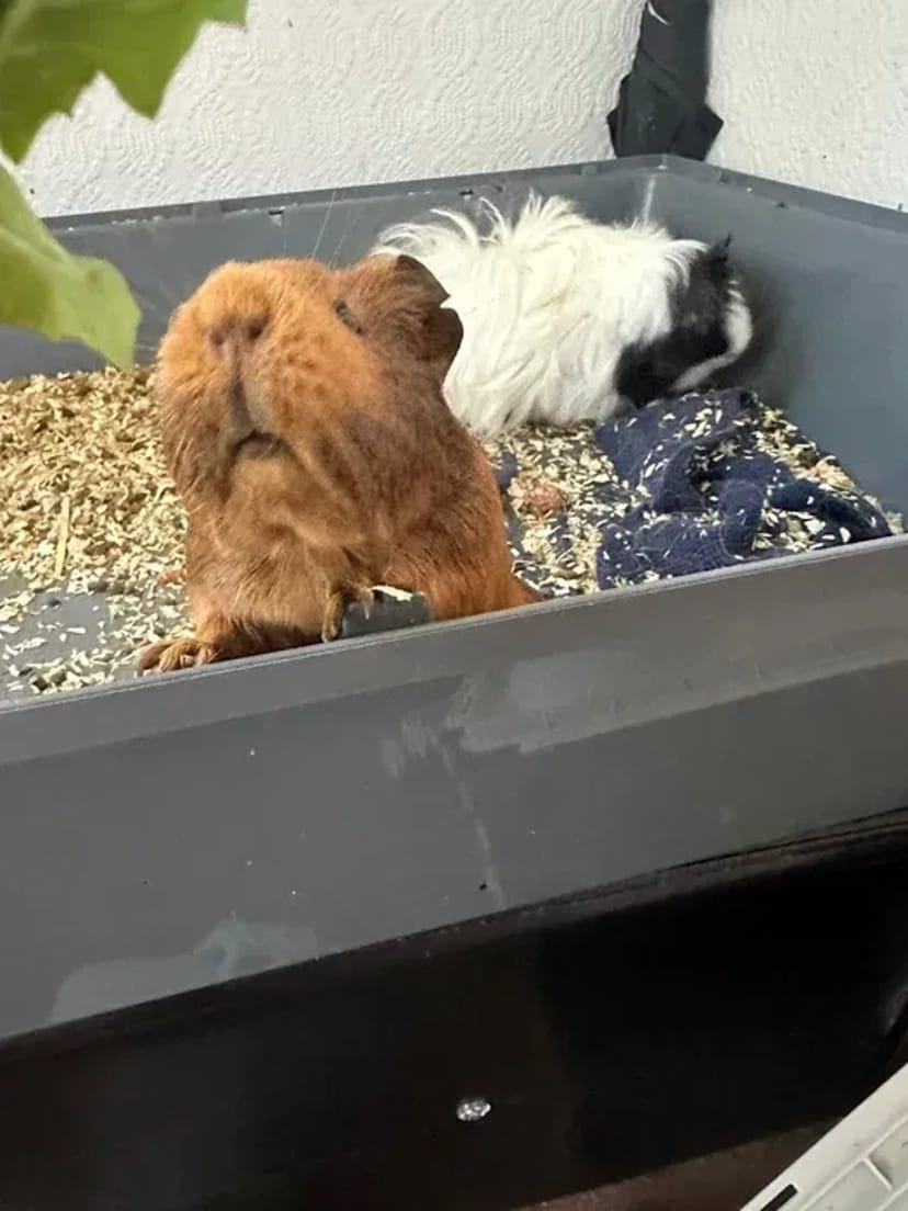 Вантажоперевезення Домашній Квартирний Переїзд - від 17 грн/км