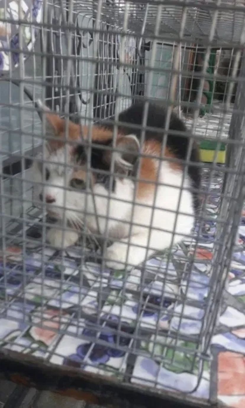 Гуманна Пастка-Автомат (Живоловка) для Кота, Кішки, Кошенят. Безпечне Виловлювання!