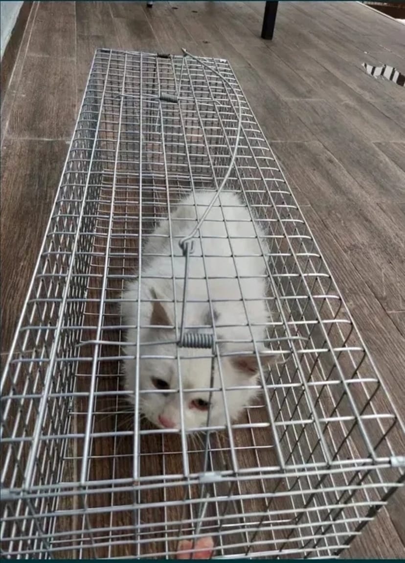 Гуманна Пастка-Автомат (Живоловка) для Кота, Кішки, Кошенят. Безпечне Виловлювання!