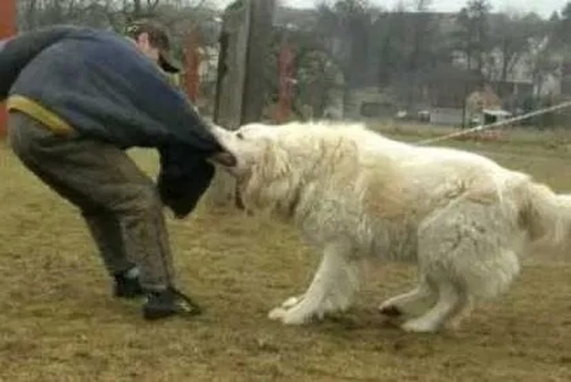 Професійне Дресирування Собак !!!