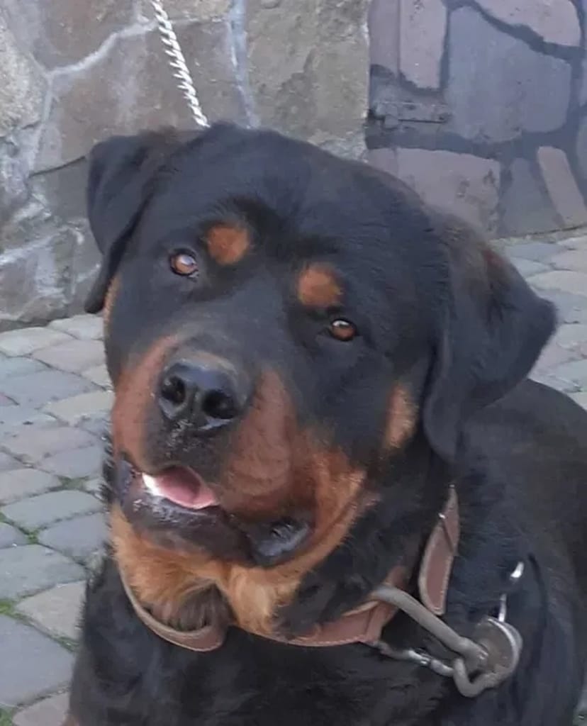 Професійне Дресирування Собак !!!