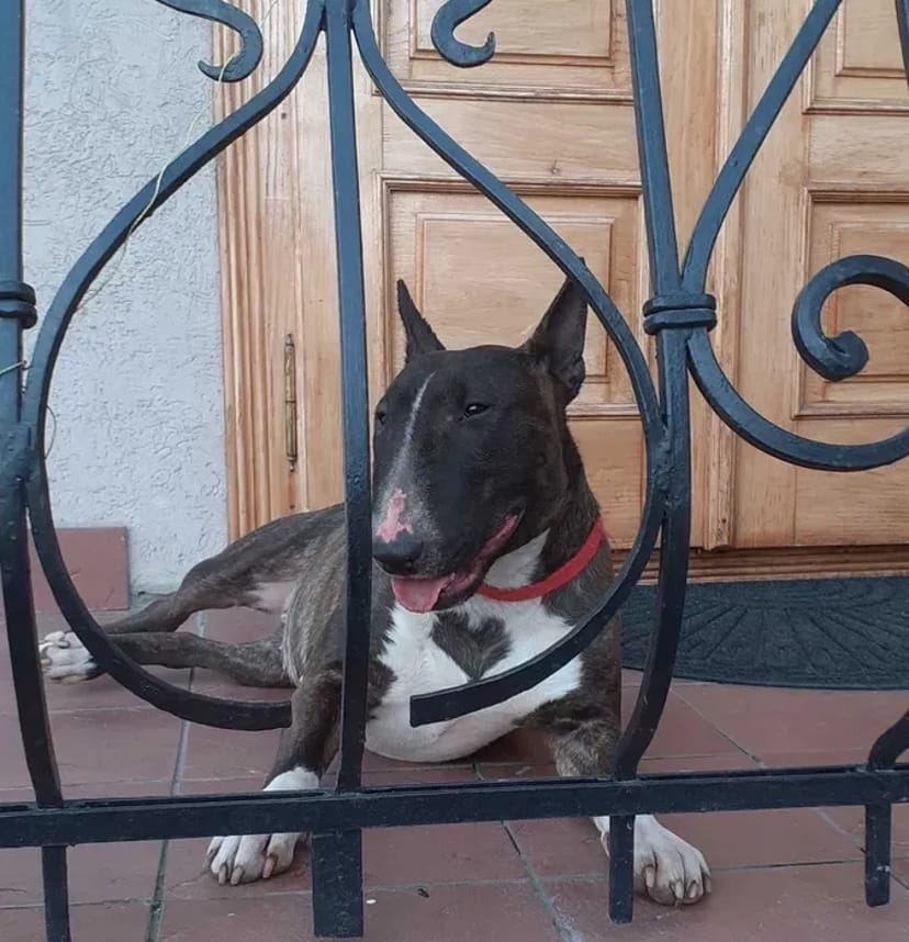 Професійне Дресирування Собак !!!