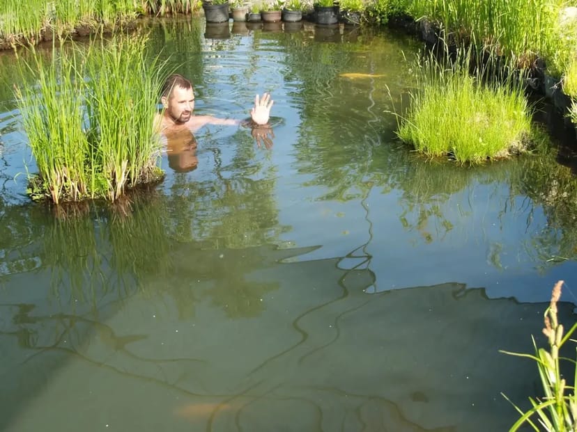 Плаваючий острів з висадженої осокою