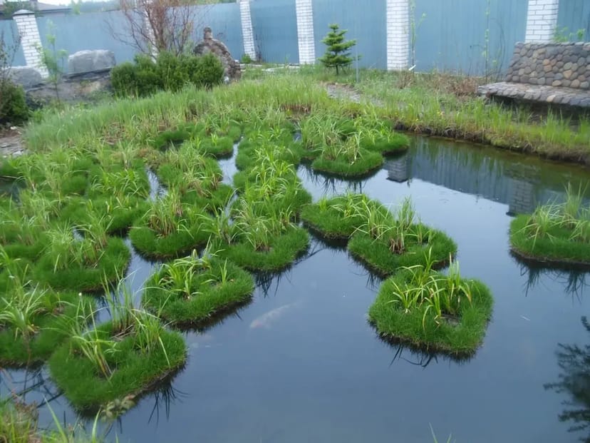Плаваючий острів з висадженої осокою