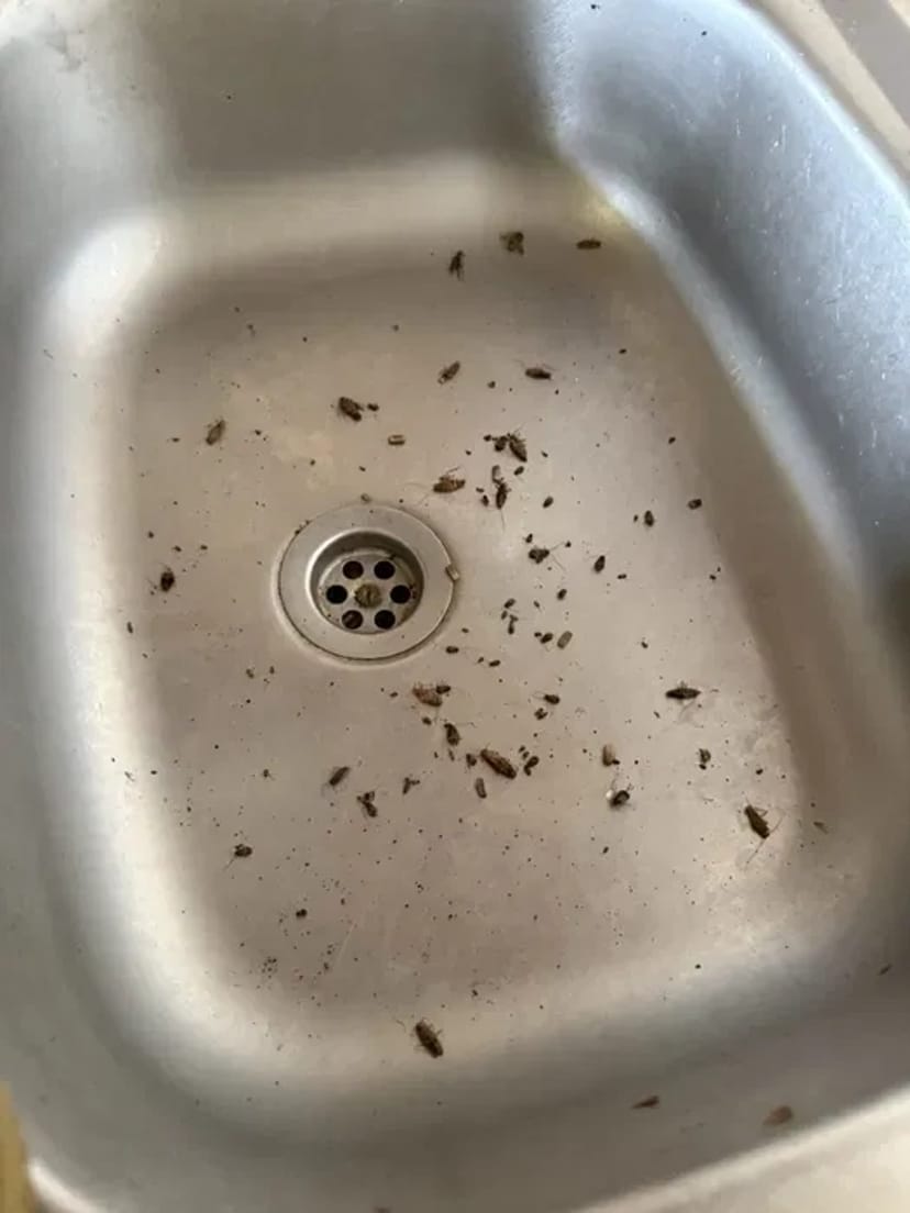 Знищення шкідників, професійна дезінсекція. Комплексний підхід.