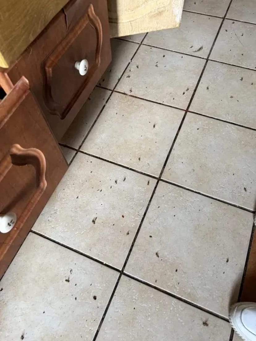 Знищення шкідників, професійна дезінсекція. Комплексний підхід.