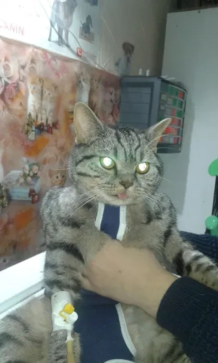 Акция!Стерелизация кошки кастрация кота Ветеринар на дом.