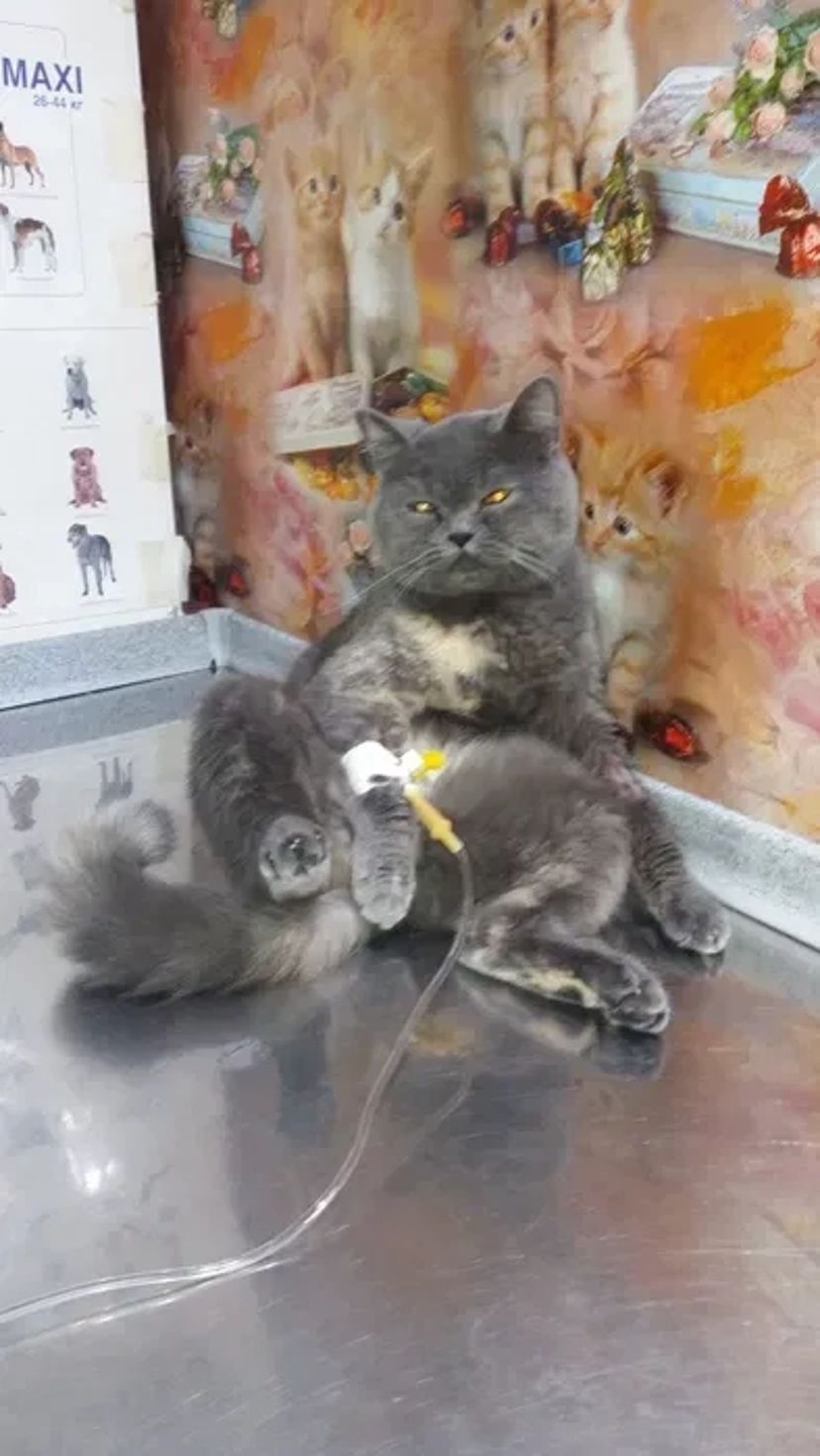 Акция!Стерелизация кошки кастрация кота Ветеринар на дом.