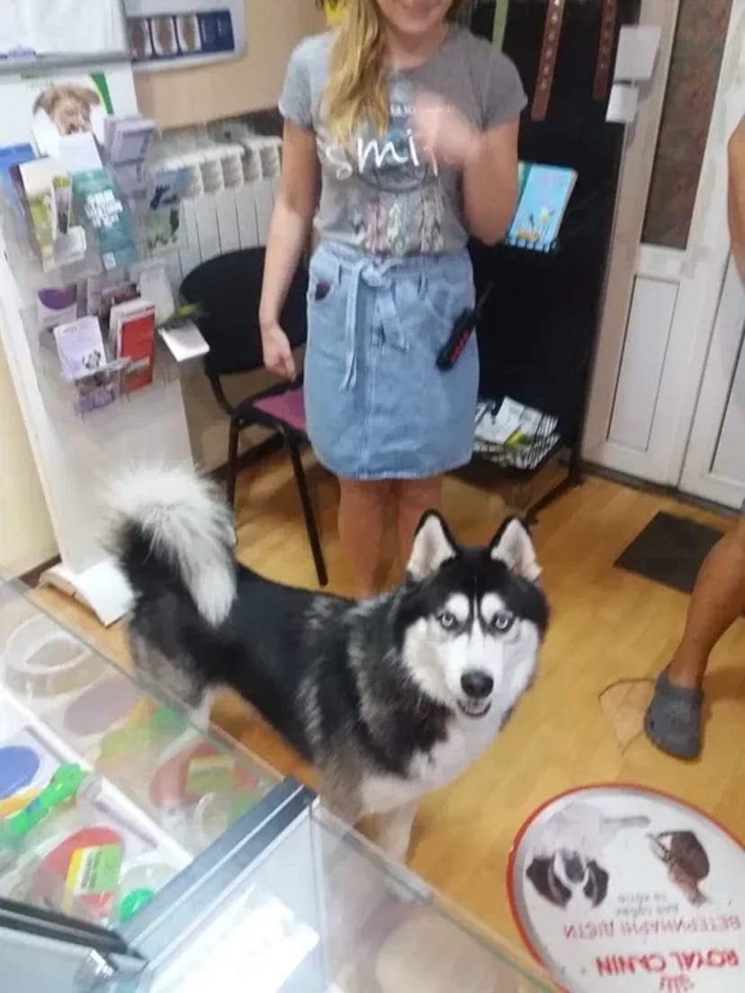 Акция!Стерелизация кошки кастрация кота Ветеринар на дом.