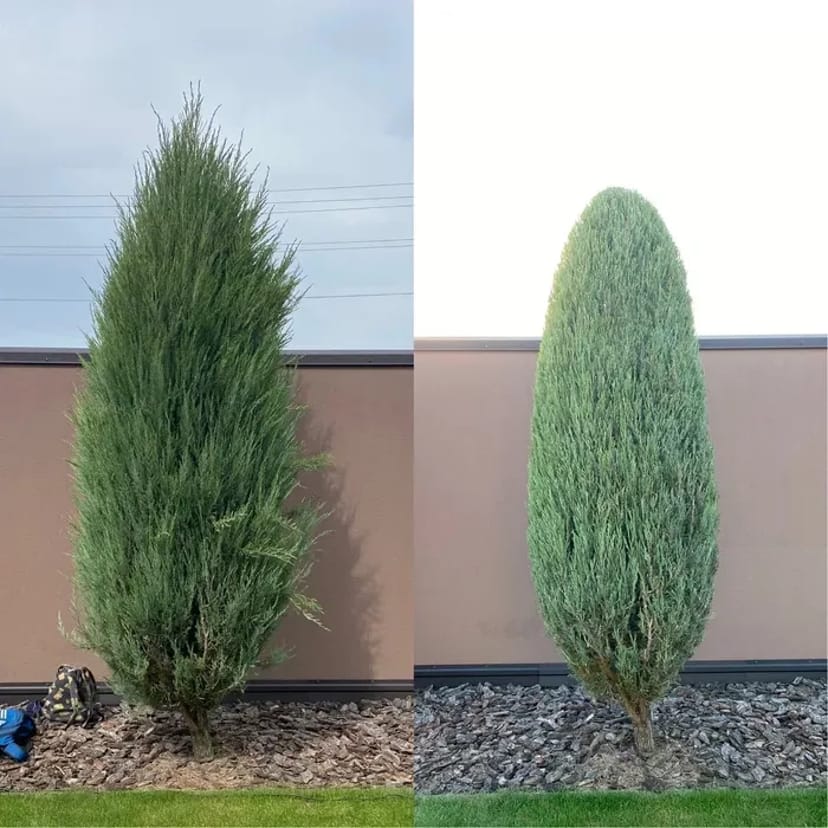 Догляд за ділянкою, Садівник, комплексний догляд за садом