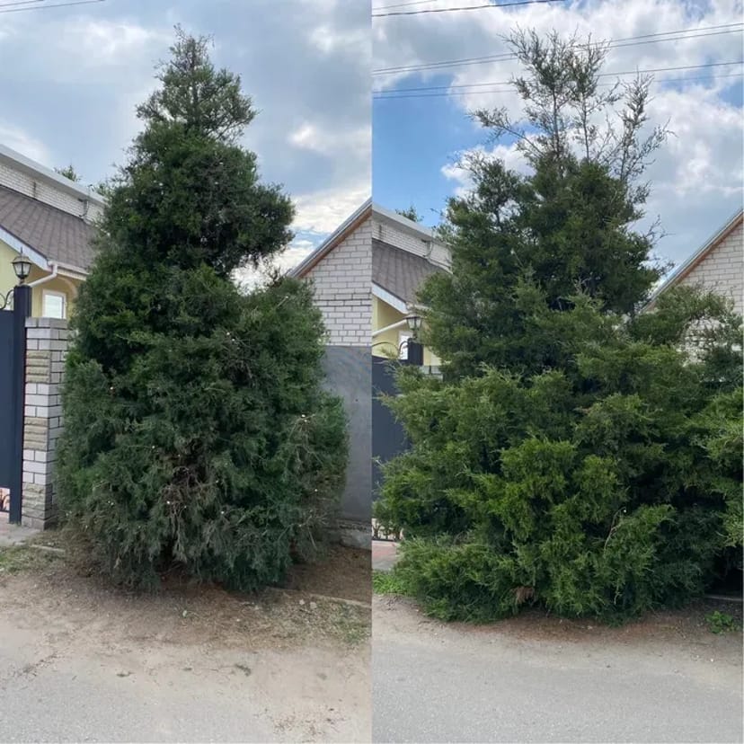 Догляд за ділянкою, Садівник, комплексний догляд за садом