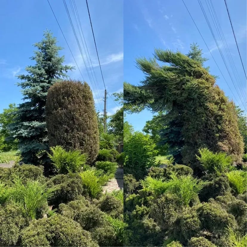 Догляд за ділянкою, Садівник, комплексний догляд за садом