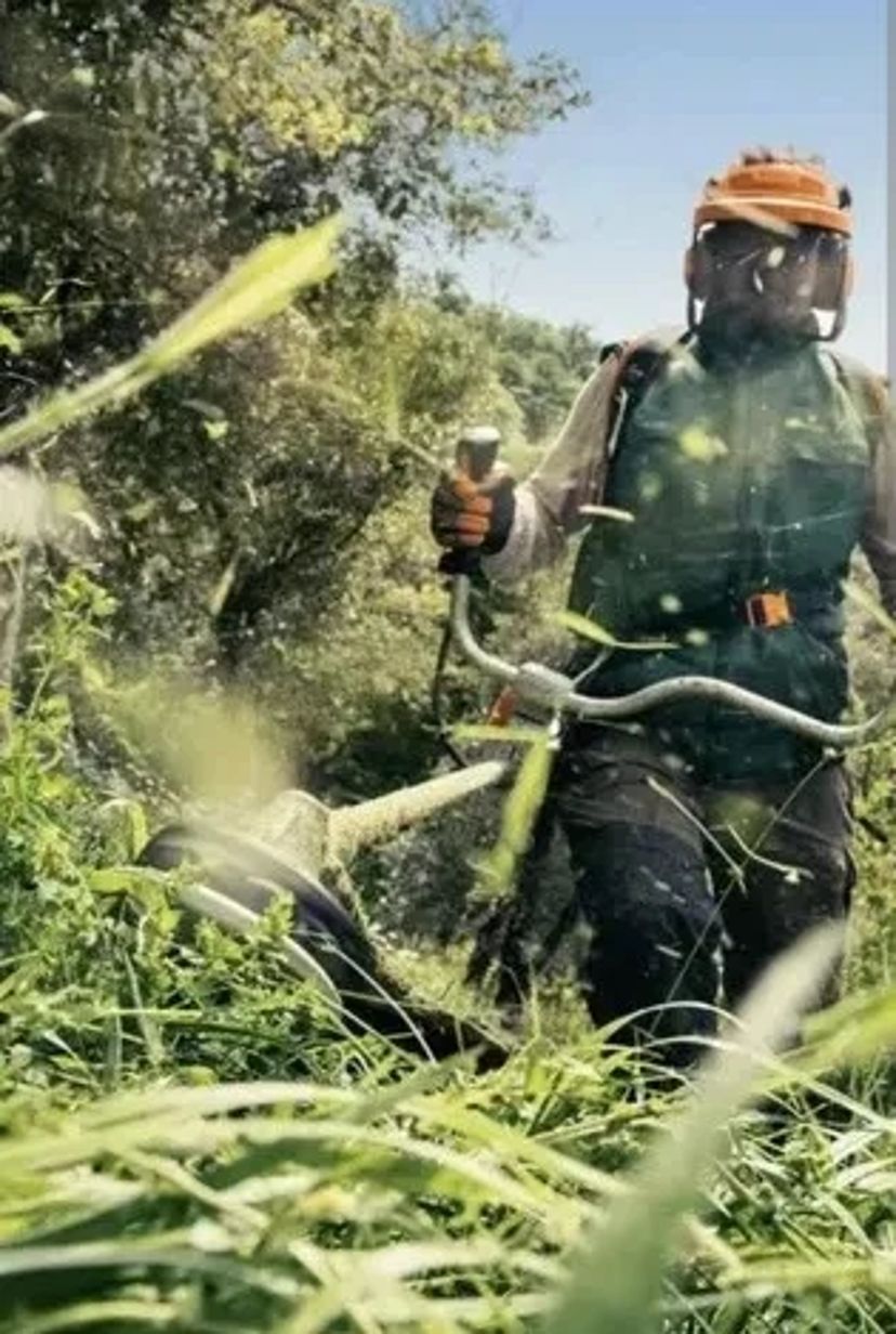 Покос трави, чагарників, зрізання дерев. Розчищення ділянки.