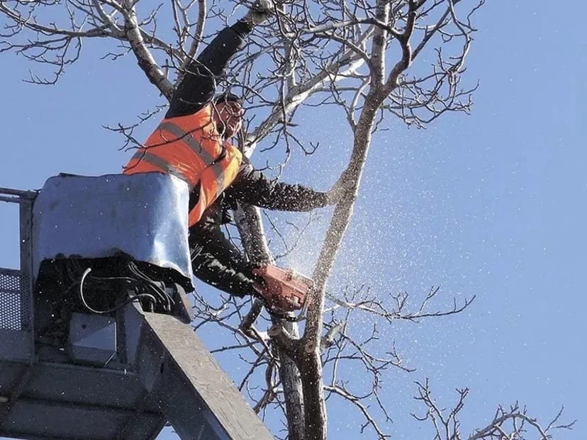 Спил складних дерев з автовишкою