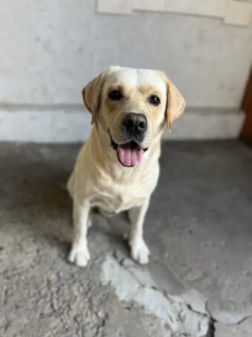 Перетримка у Кінолога Дресування