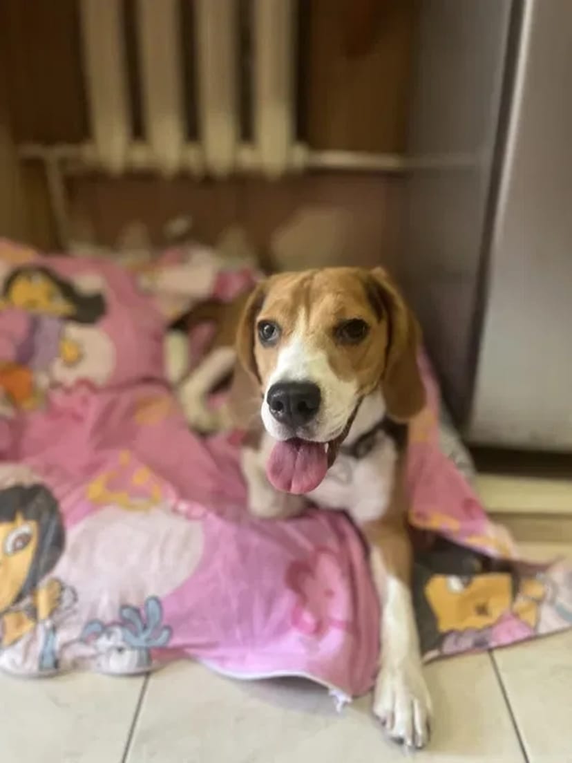 Перетримка у Кінолога Дресування