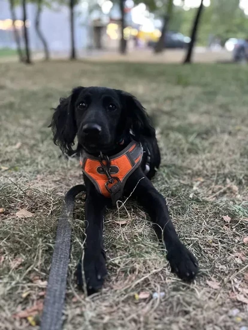 Перетримка у Кінолога Дресування