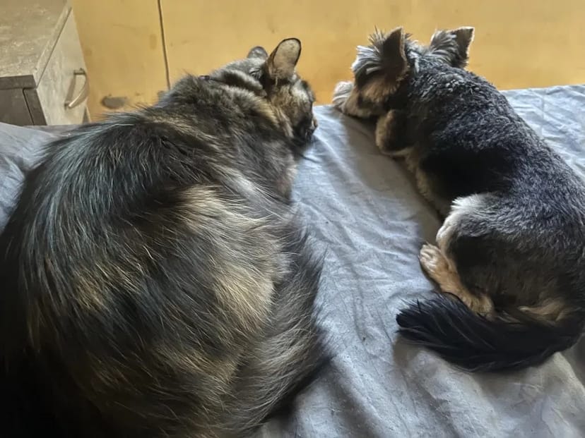 Перетримка у Кінолога Дресування