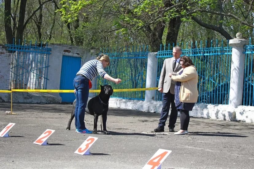 Послуги кінолога